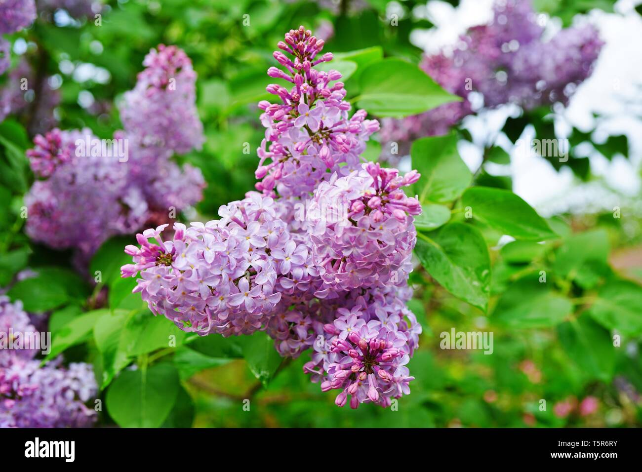 Purple flower clusters of fragrant lilac (syringa) Stock Photo