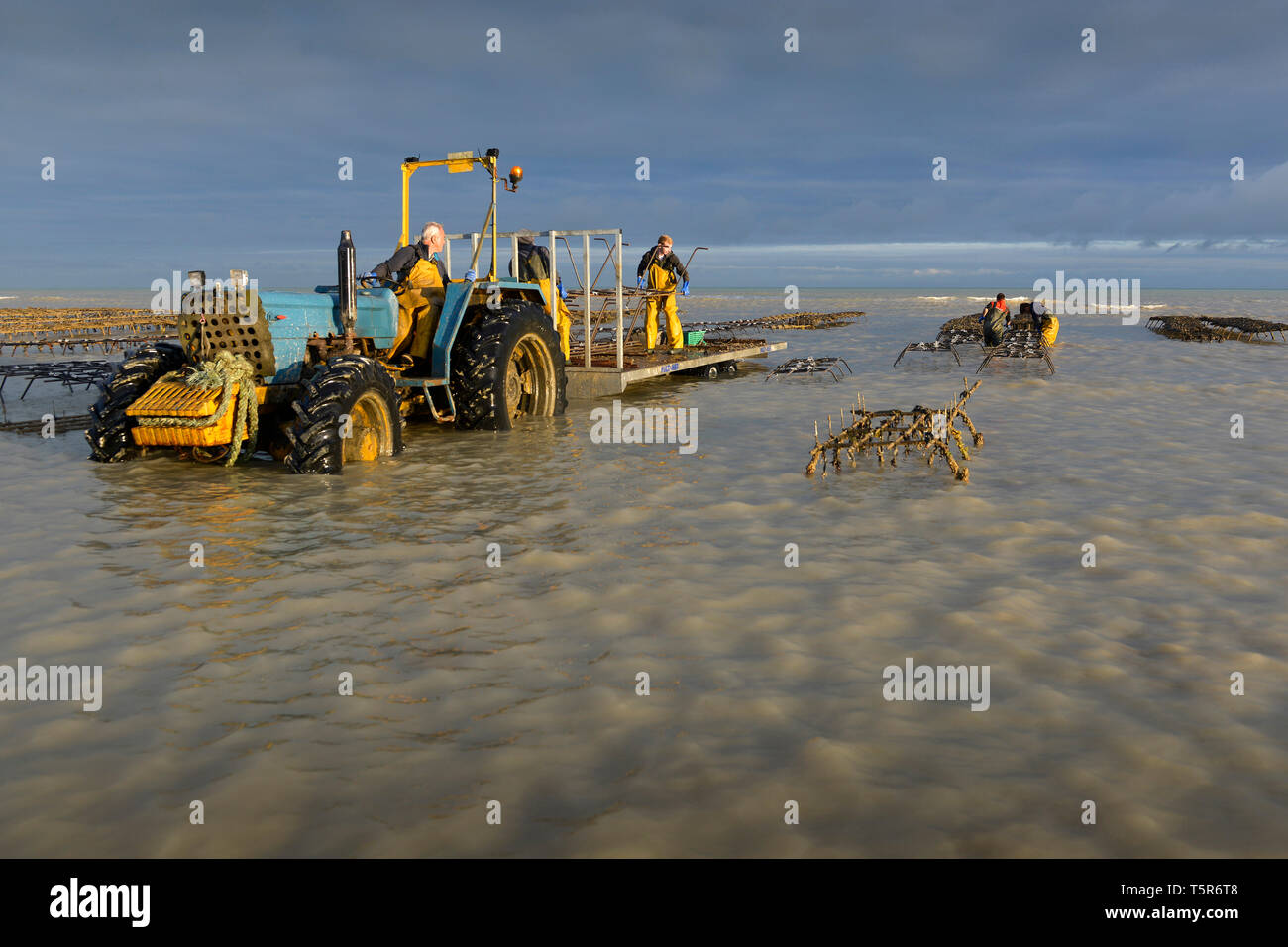 Oysters from Veules-les-Roses (Normandy, northern France), on the 'Cote d'Albatre' (Norman coast). Oyster farmers in the middle of oyster beds *** Loc Stock Photo