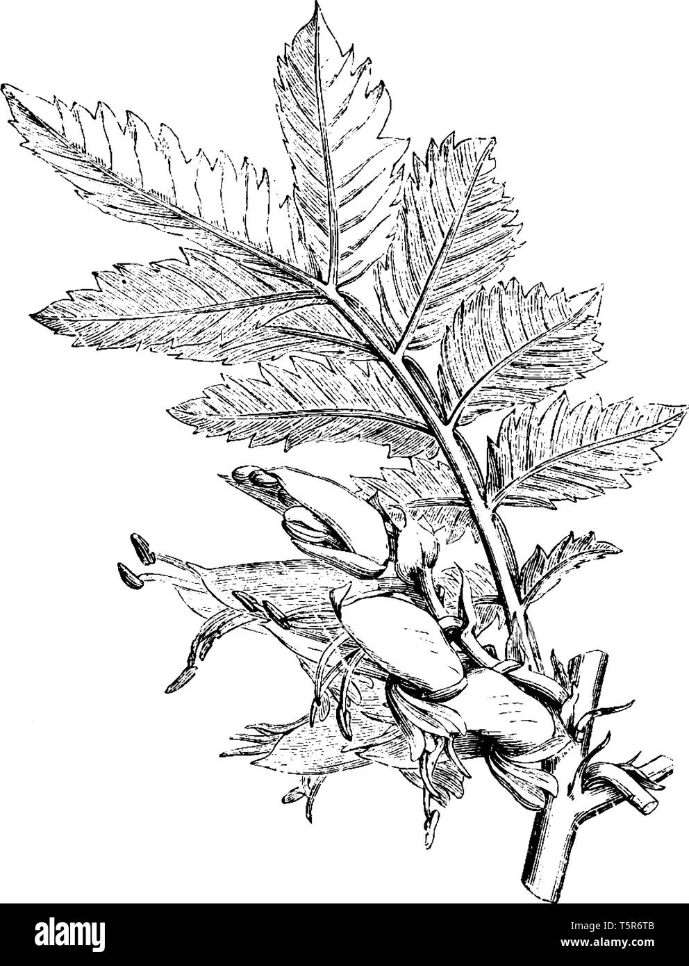 The common name of the melianthus flower is the honey flower. Flowers are green on the base. The orange yellow is inside petals and wings and there is Stock Vector