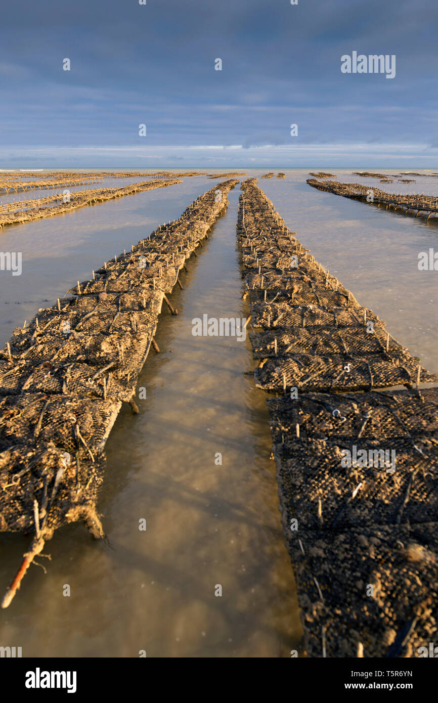 Oysters from Veules-les-Roses (Normandy, northern France), on the 'Cote d'Albatre' (Norman coast). Oyster beds *** Local Caption *** Stock Photo
