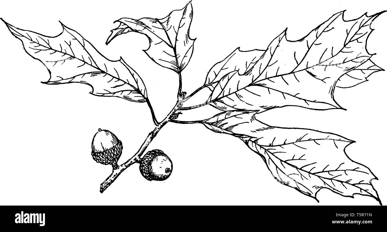 Picture of Quercus Heterophylla branch. Quercus Heterophylla have spirally arranged leaves, with Lobate margins in many species; some have serrated le Stock Vector