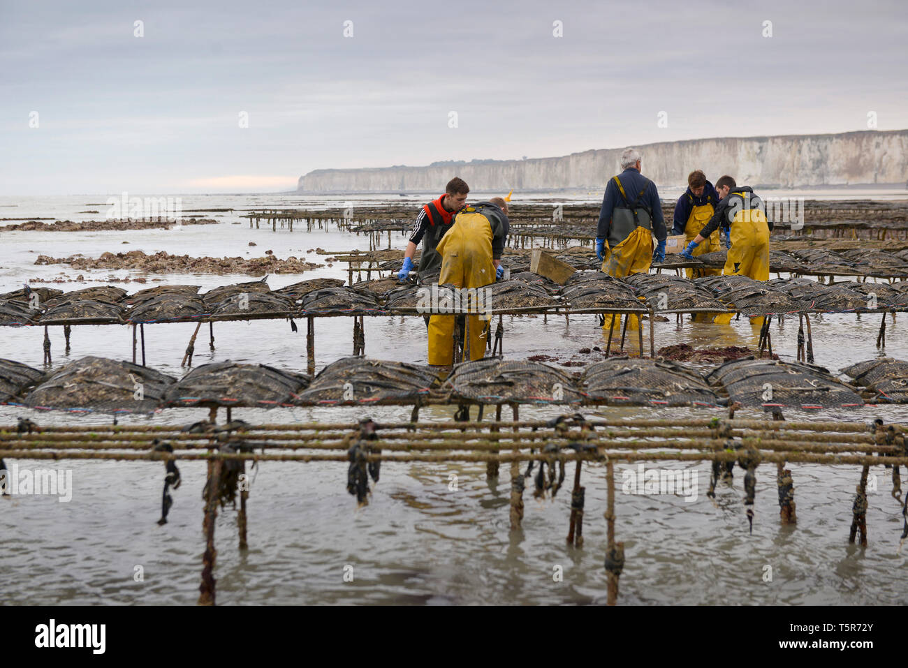 Oysters from Veules-les-Roses (Normandy, northern France), on the 'Cote d'Albatre' (Norman coast). Oyster farmers in the middle of oyster beds *** Loc Stock Photo