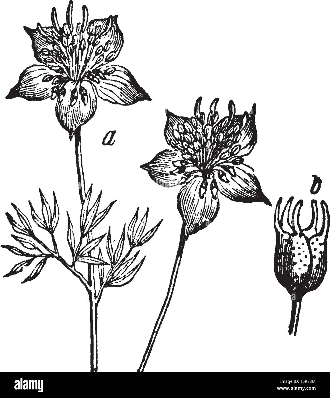 Flower and seed or fruit of cumin flowering plant, vintage line drawing