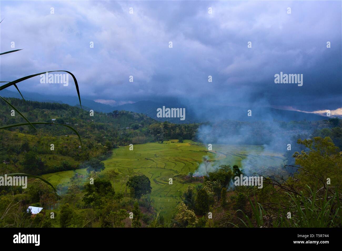 views of rice fields around the valley Stock Photo - Alamy