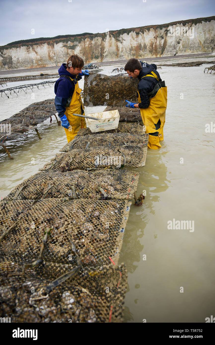 Oysters from Veules-les-Roses (Normandy, northern France), on the 'Cote d'Albatre' (Norman coast). Oyster farmers in the middle of oyster beds *** Loc Stock Photo