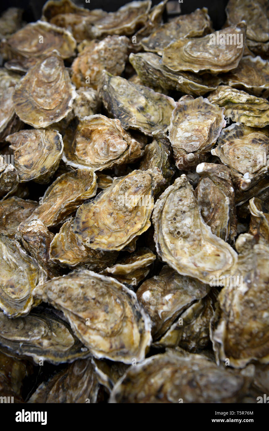 Oysters from VeuleslesRoses (Normandy, northern France), on the "Cote