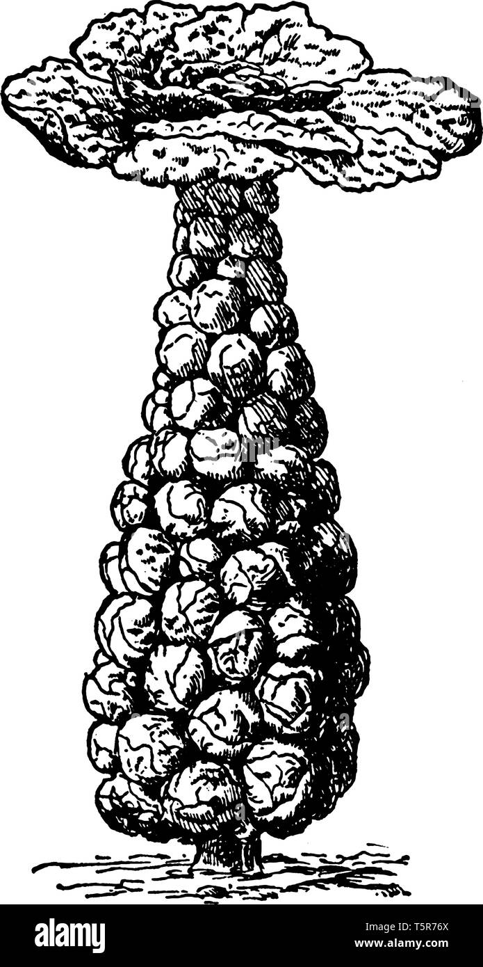 Brussels sprouts look like Barbie-sized cabbages. It grow in temperature ranges of 7-24 C, with highest yields at 15-18 C, vintage line drawing or eng Stock Vector