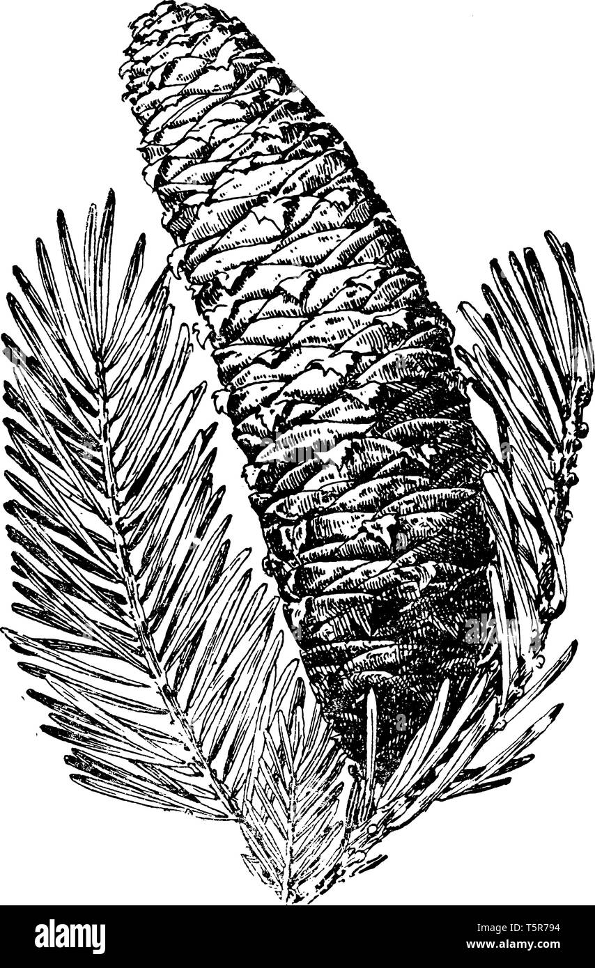 Picture of Silver Fir Tree Cone plant. It is a genus of 4856 species of evergreen coniferous trees in the family Pinaceae. The leaves have two whitish Stock Vector