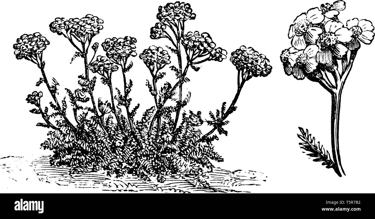 An image of Achillea Tomentosa Flowering plant. The flower colour is yallow and the leaves are split along the stem, vintage line drawing or engraving Stock Vector