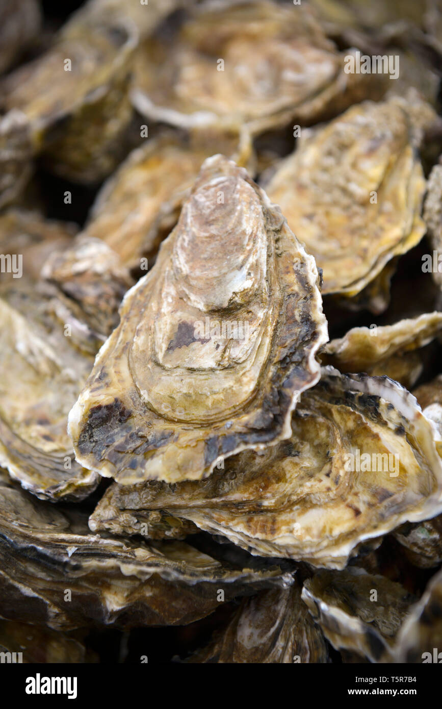 Oysters from Veules-les-Roses (Normandy, northern France), on the 'Cote d'Albatre' (Norman coast) *** Local Caption *** Stock Photo