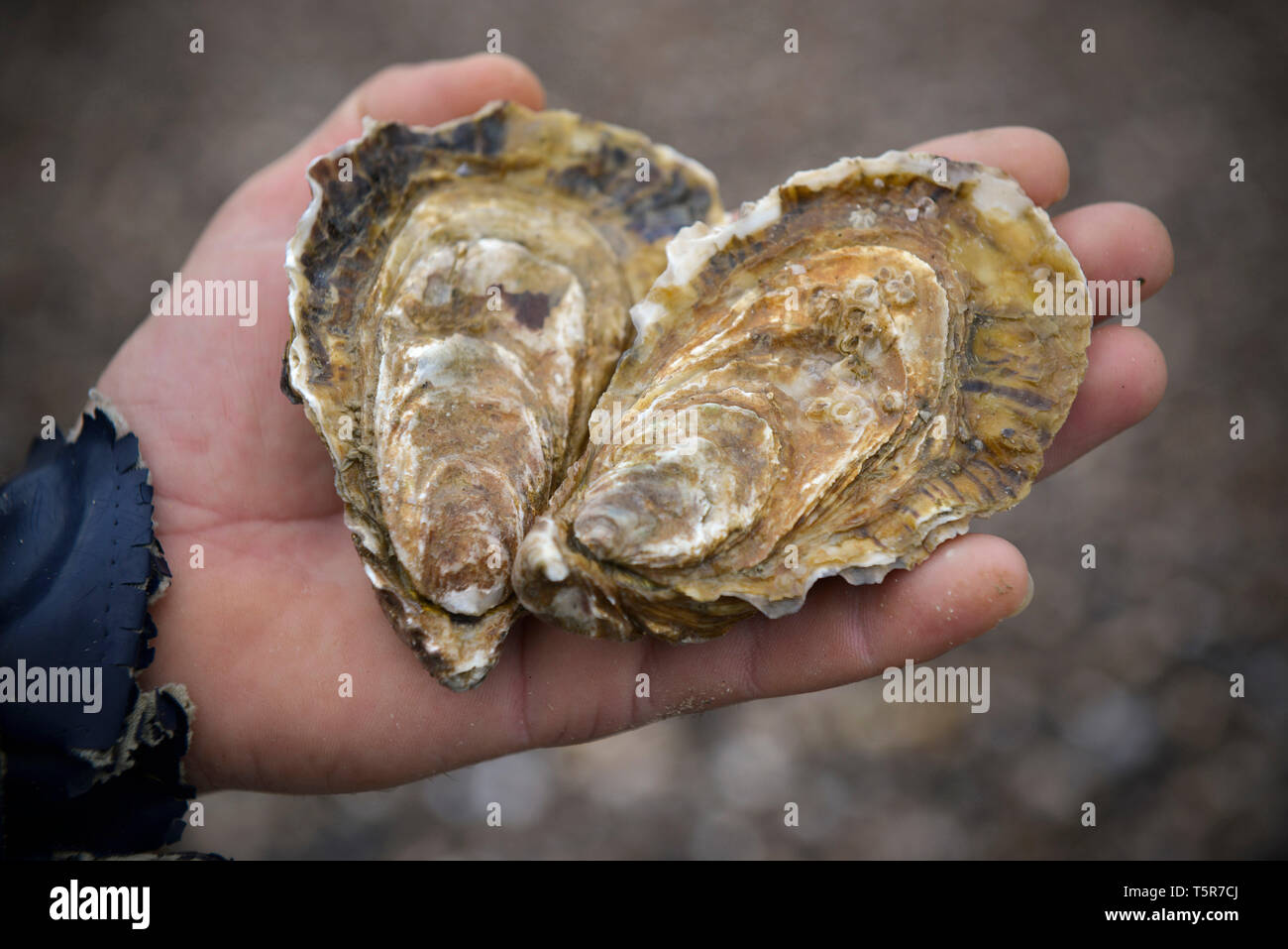 Oysters in shells hi-res stock photography and images - Alamy