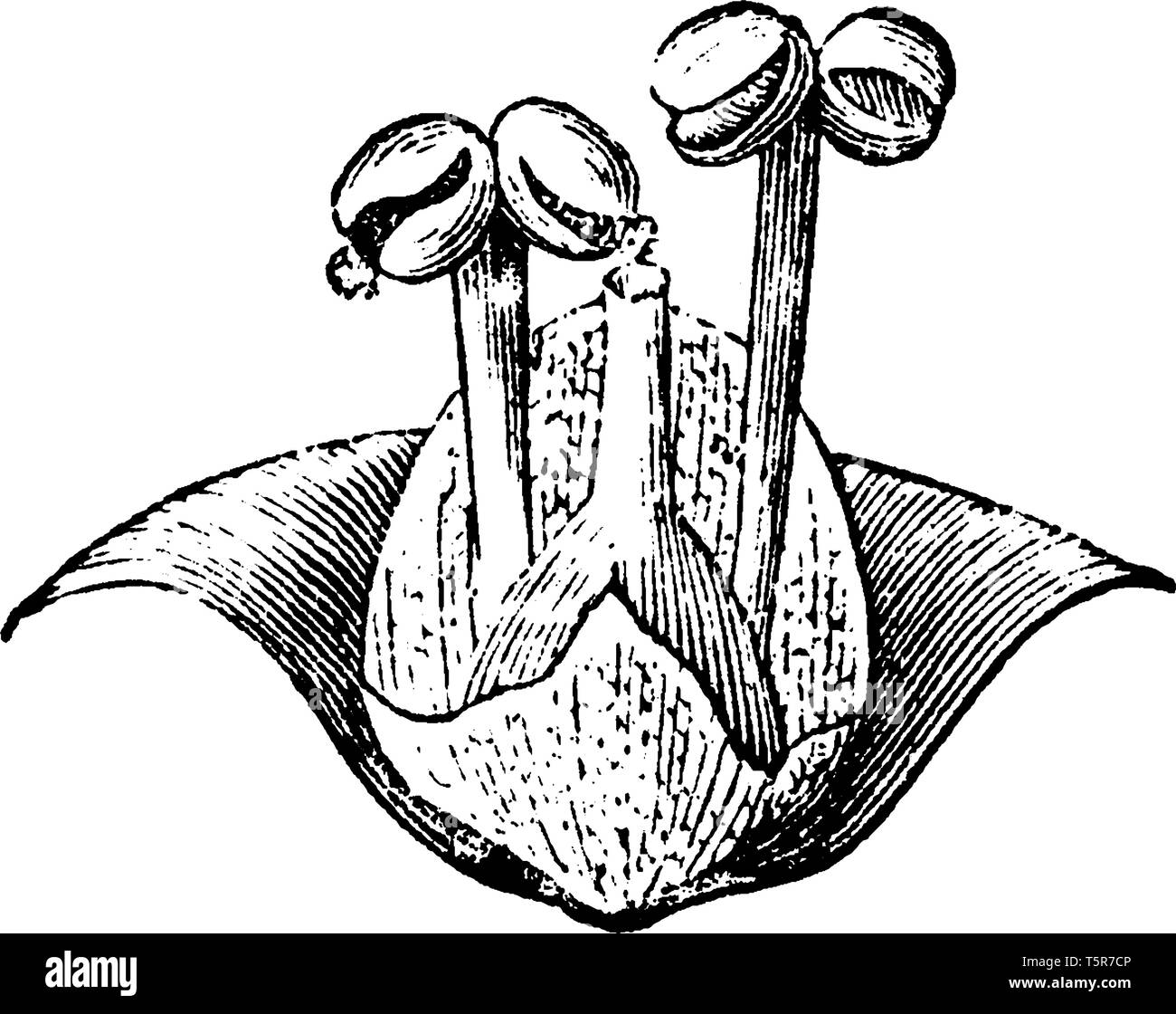 Lemnaoideae is aquatic plant. This is a flowering plant. The image showing pistil, part of the stamens and one fruit, vintage line drawing or engravin Stock Vector