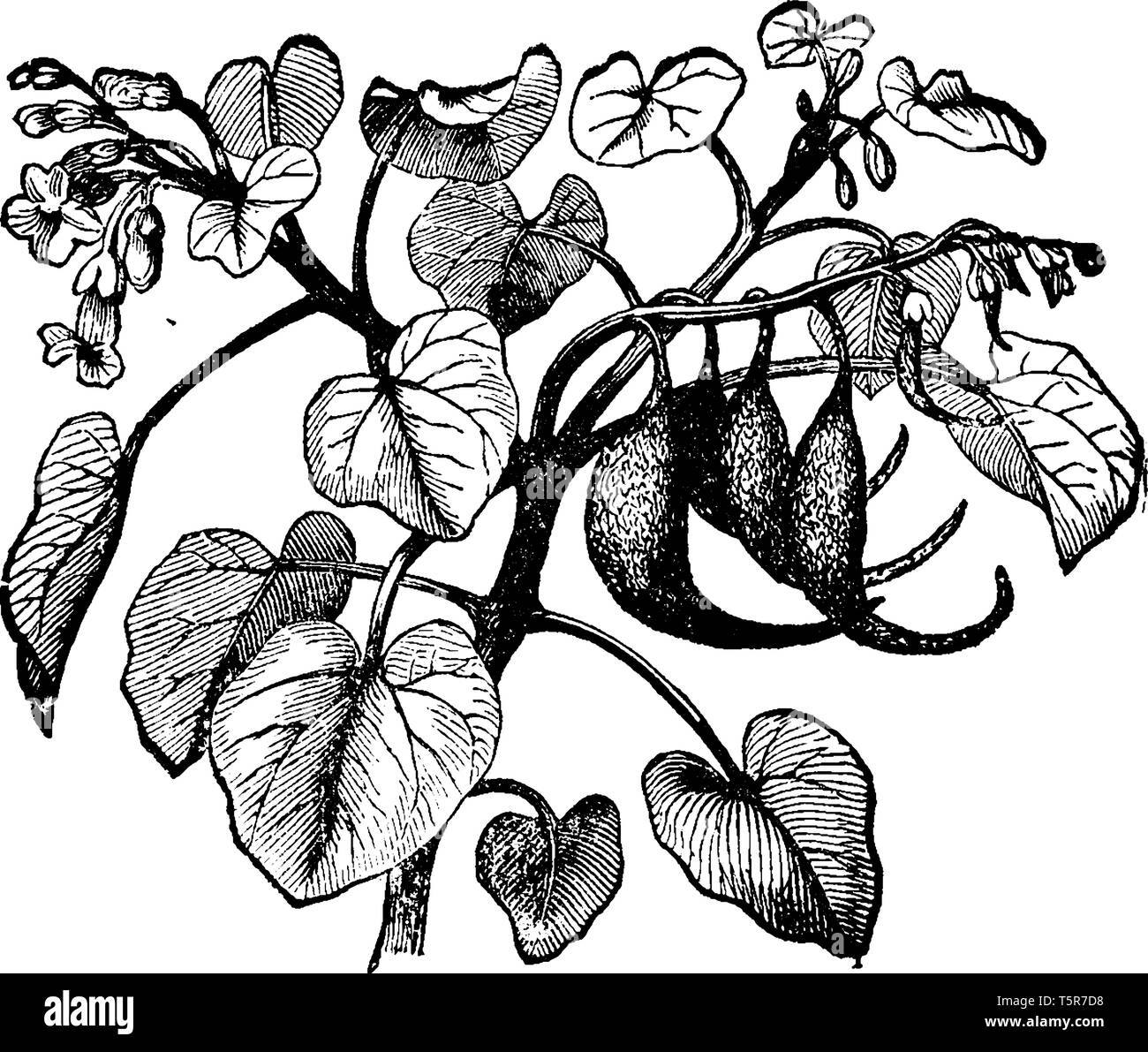 An illustration of a Martynia plant a monotypic genus in the Martyniaceae family consisting of a single species, is also known as cat's claw, tiger's  Stock Vector