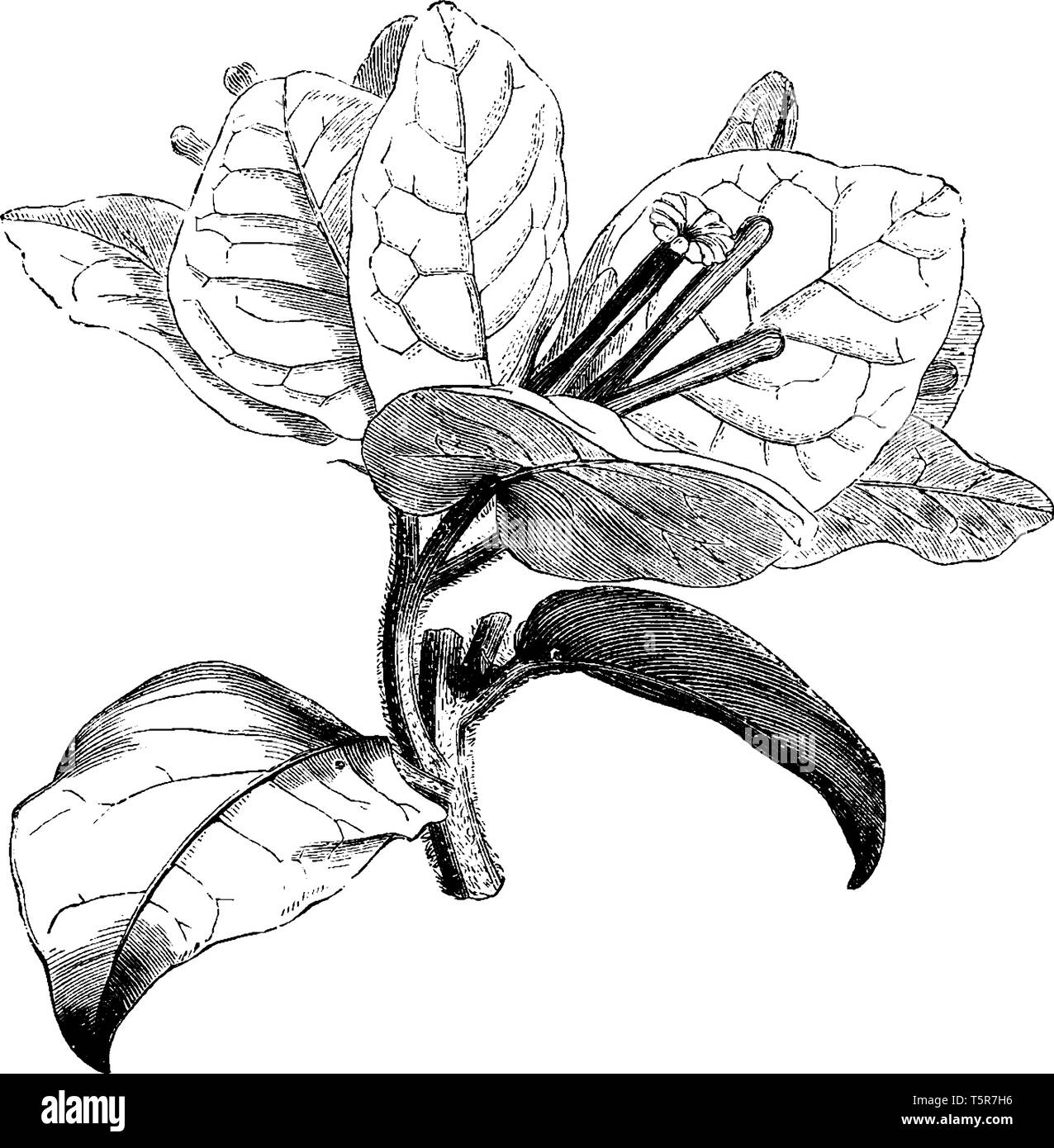 Bougainvillea Flower Drawing
