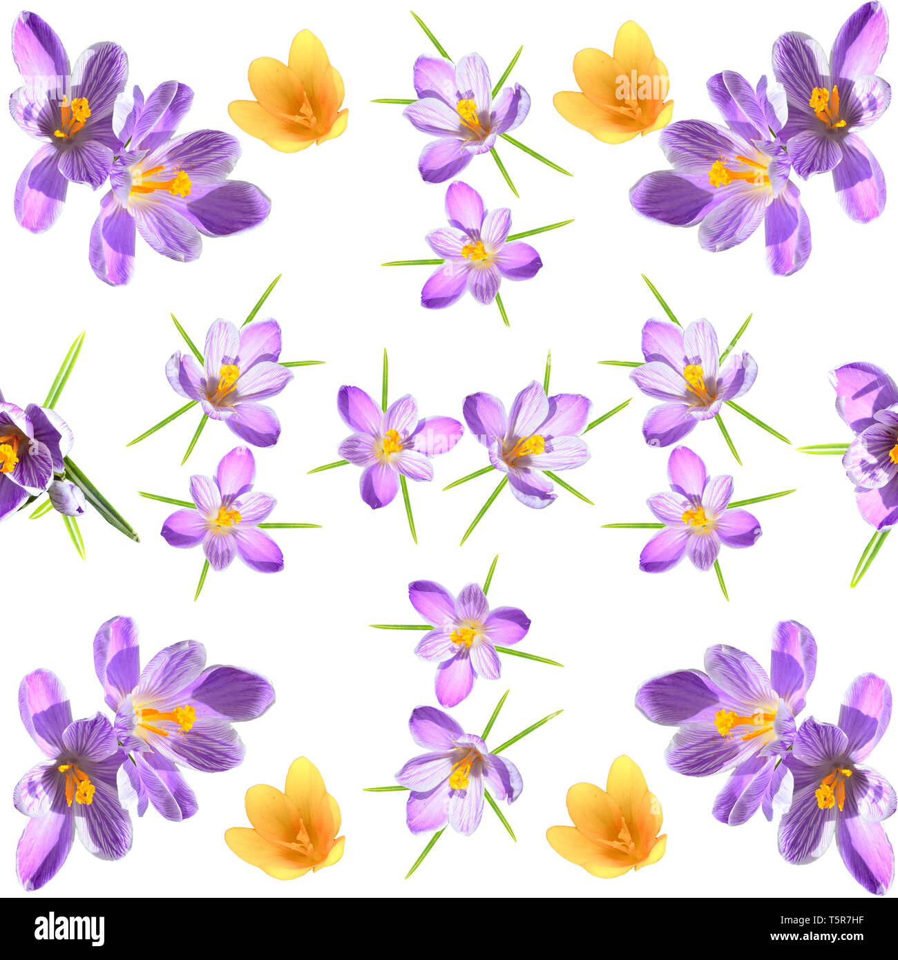 Spring floral seamless pattern with violet and yellow crokuses on white background. Floral photo collage for artistic design of fabric or wrapping Stock Photo