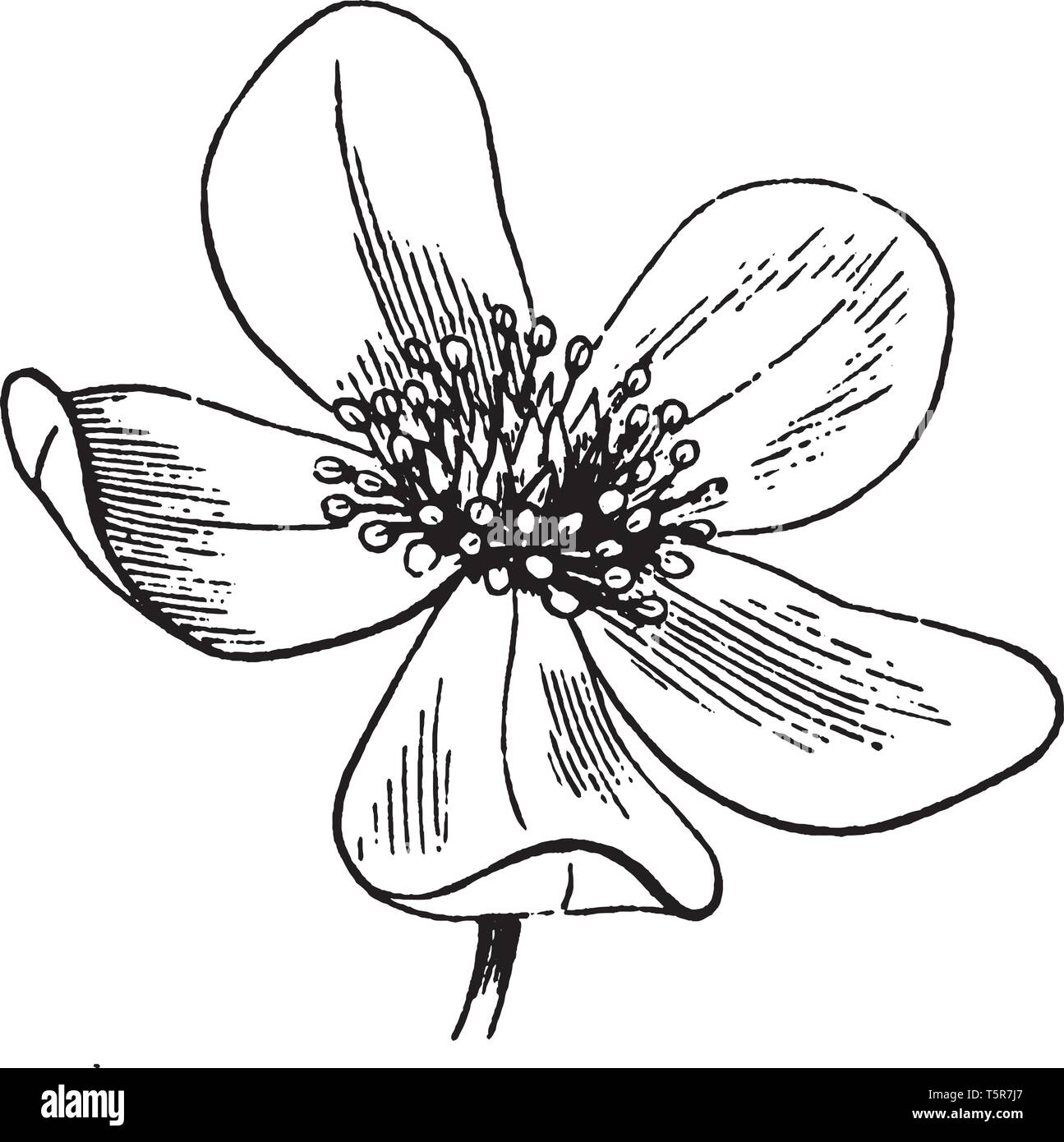 A Picture Is Showing Anemone Flower This Is The Flower Of Anemone Plant It Has Five Petals This Flower May Have Any Color Vintage Line Drawing Or Stock Vector Image Art