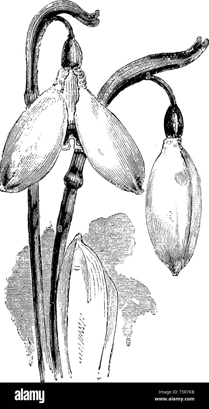 A picture is showing Flowers of Galanthus Nivalis Imperati, commonly known as Common Snowdeop. This is a large form of the flower. The flower consists Stock Vector