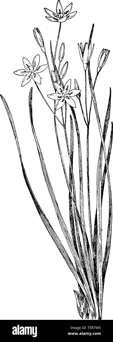A picture shows Star Grass Plant. Stolons are thick, woody, with long internodes arching above soil surface. It is robust, stoloniferous perennial gra Stock Vector