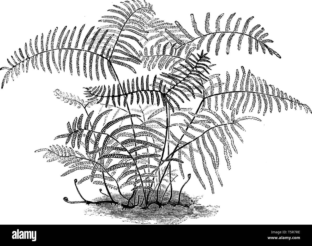 This is image of Gleichenia Circinata Semi-Vestita and it is similar to gleichenia circinata, vintage line drawing or engraving illustration. Stock Vector