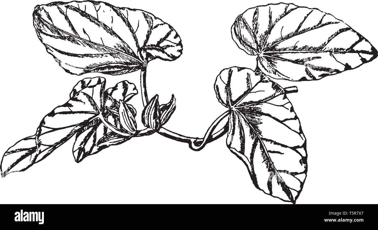 This Begonia Rex plant is in the form in vine, and this plant is used for local medicinal uses, vintage line drawing or engraving illustration. Stock Vector
