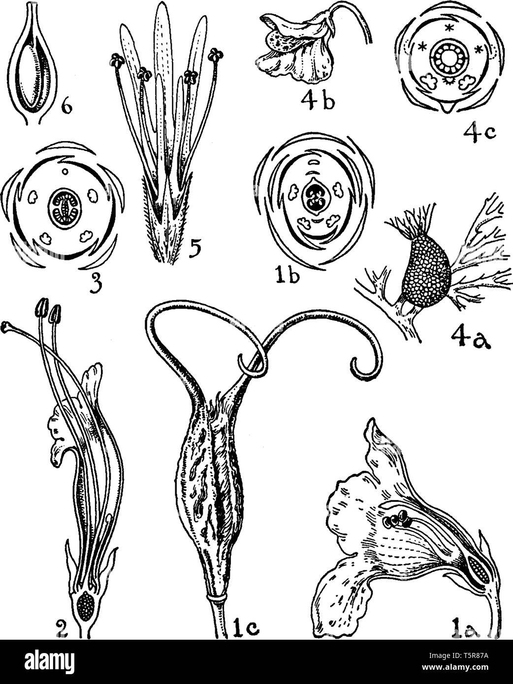 An illustration shows the flowers of (1) martynia, (2) gesneria, (3) achimenes, (4) utricularia, (5) globularia, and (6) cockburnia in martyniaceae, g Stock Vector