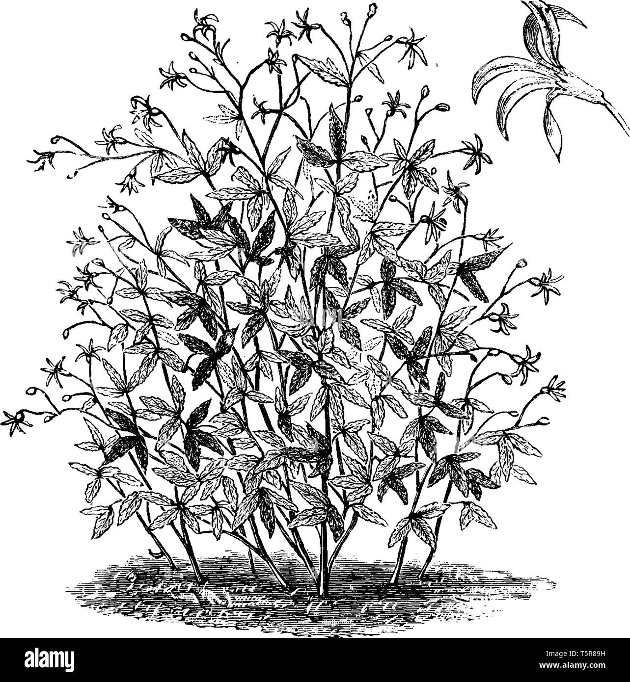 This picture is of a flower named Gillenia Trifoliata; it is from red to white in flower. Calyx turns red after falling petals, vintage line drawing o Stock Vector