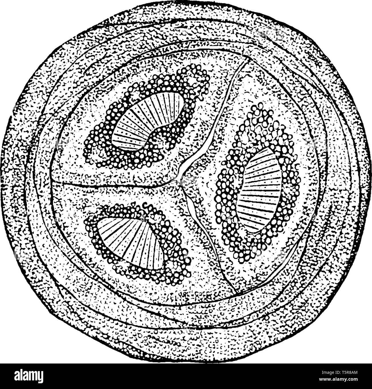 This is Longleaf pine. Cross sections of leaves. This is circular shaped. Its inner part has layered structure.3 sections are present inside, vintage  Stock Vector