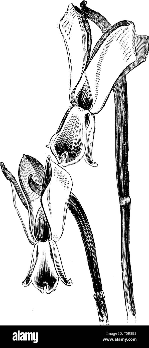A picture is showing Flowers of Galanthus Nivalis Reflexus, commonly known as Cremean Snowdrop. This flowers outer perianth segments are reflexed, vin Stock Vector