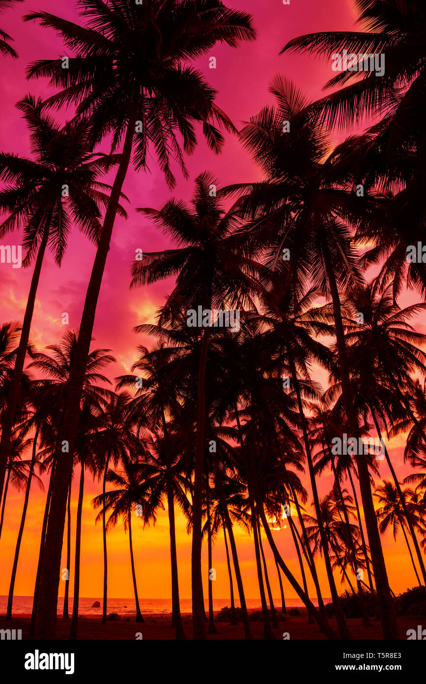 Palm trees silhouettes on tropical island beach at vivid sunset time ...