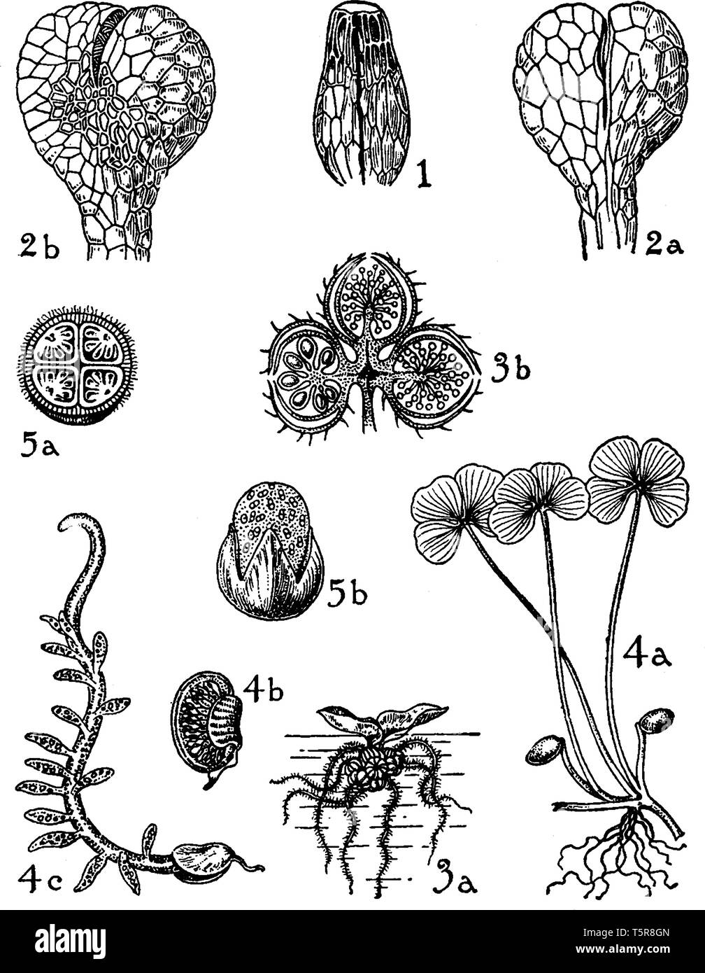 Marrsileaceae hires stock photography and images Alamy