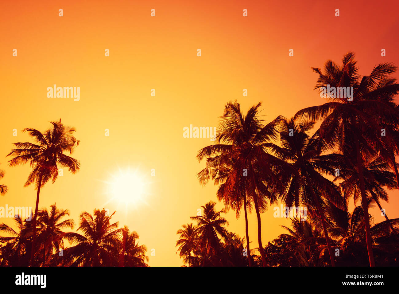 Palm trees silhouettes on tropical beach at sunset Stock Photo - Alamy