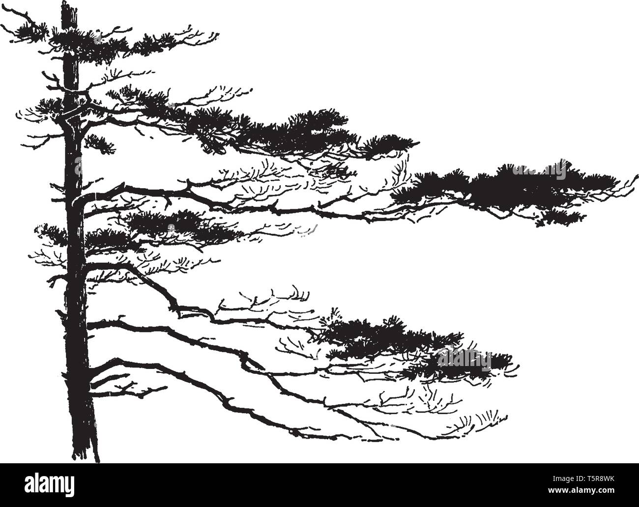 This picture represent a tree with its branches, vintage line drawing or engraving illustration. Stock Vector