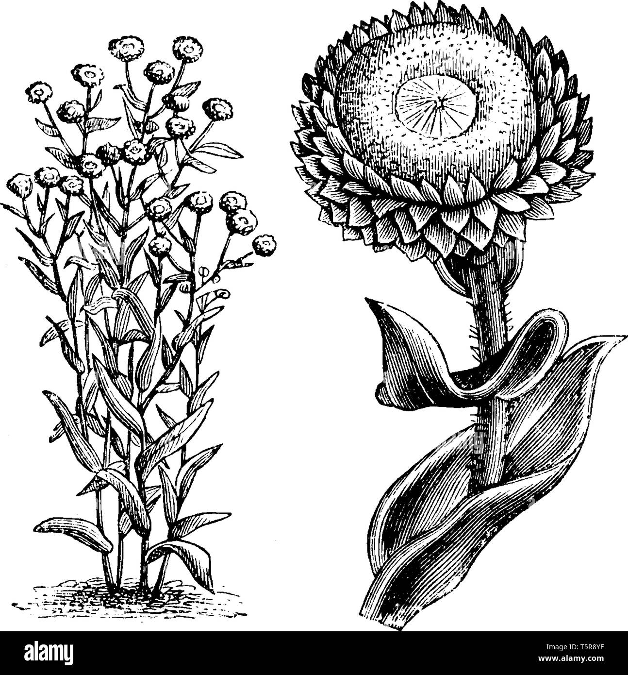 A picture is showing Habit and Detached Single Flower Head of Everlastings (Helichrysum Foetidum). It belongs to Asteraceae family. Flowers are glossy Stock Vector