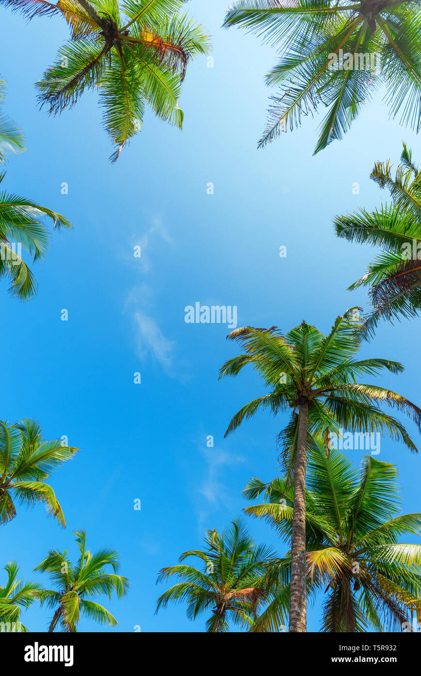 Coconut palm trees leafs hi-res stock photography and images - Alamy
