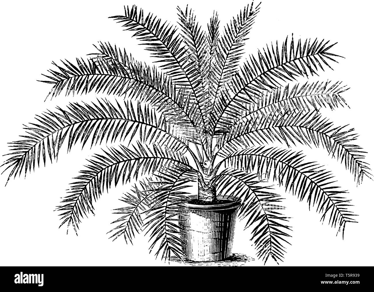 Phoenix Tenius is a date palm tree and it is more fine and lean than other varieties, vintage line drawing or engraving illustration. Stock Vector