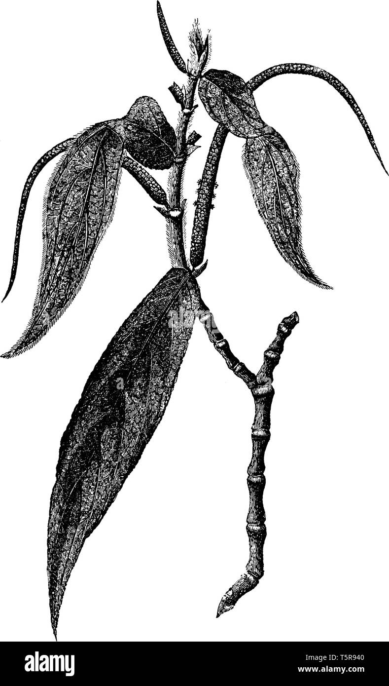 The picture of a Piper aduncum (pepper crop), known as matico in Peru and is also well known as Artanthe elongata, vintage line drawing or engraving i Stock Vector