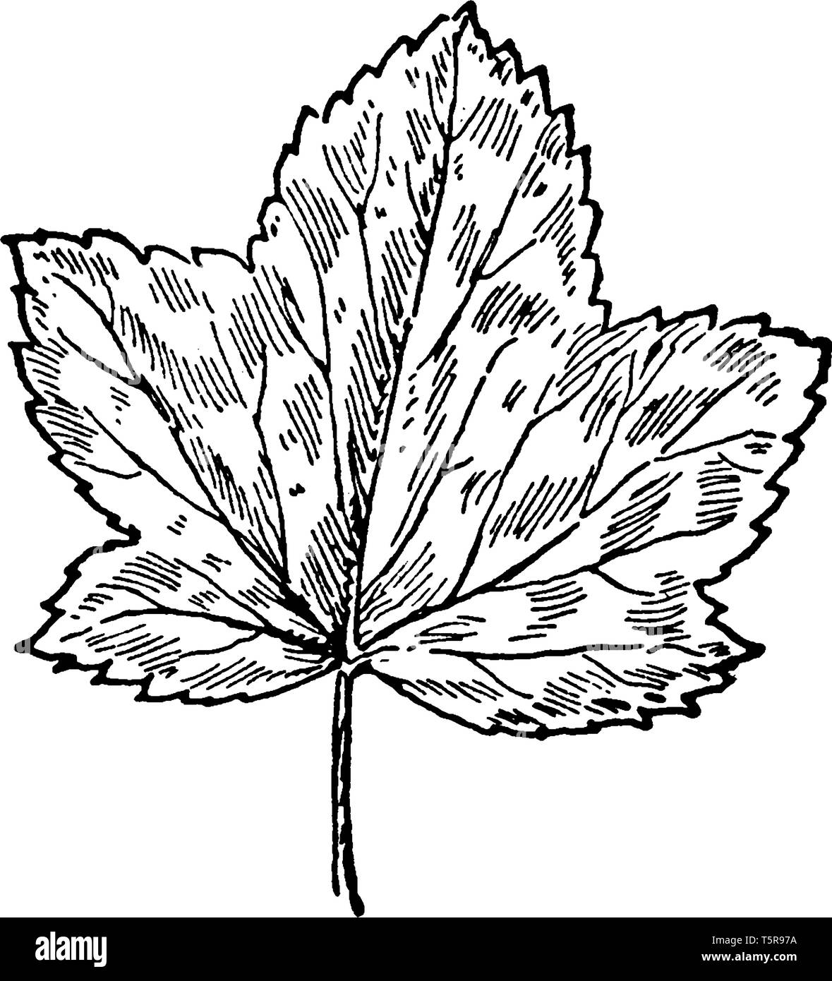 The picture of a leaf that relates to Malva Sylvestris, vintage line drawing or engraving illustration. Stock Vector