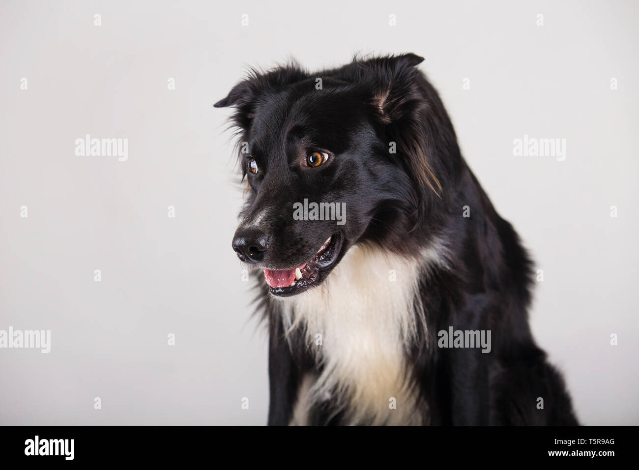 Sad and thoughtful purebred border collie dog head down. Cute friendly