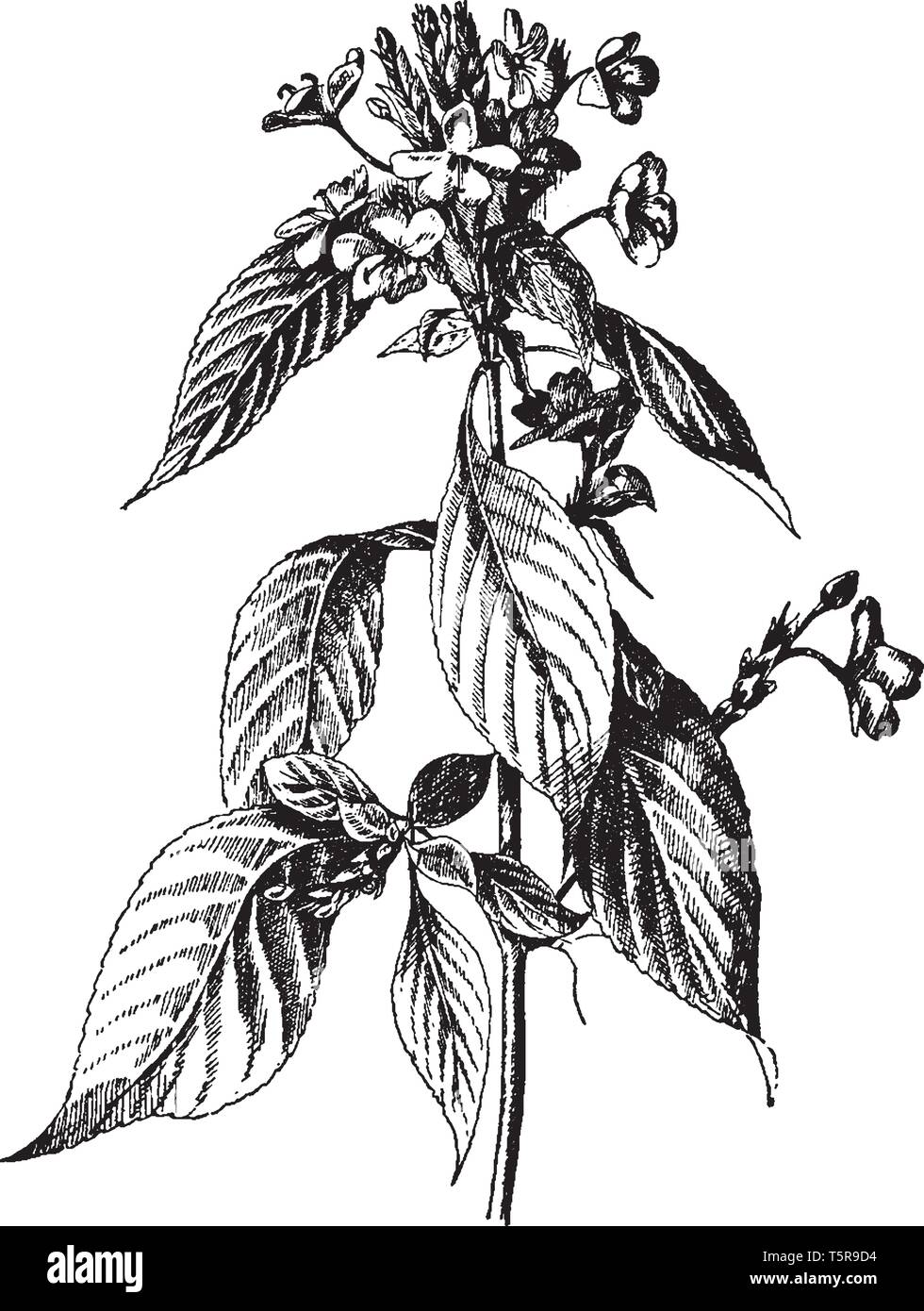 A picture is showing Daedalacanthus Nervosus, commonly known as Eranthemum pulchellum. It is native to India. It belongs to Acanthaceae family. The fl Stock Vector