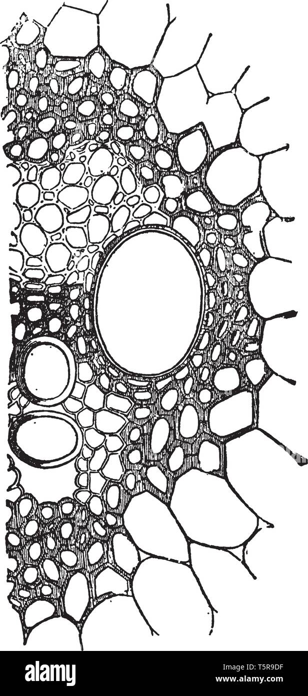 A picture showing the transverse section of a closed fibro-Vascular bundle, vintage line drawing or engraving illustration. Stock Vector