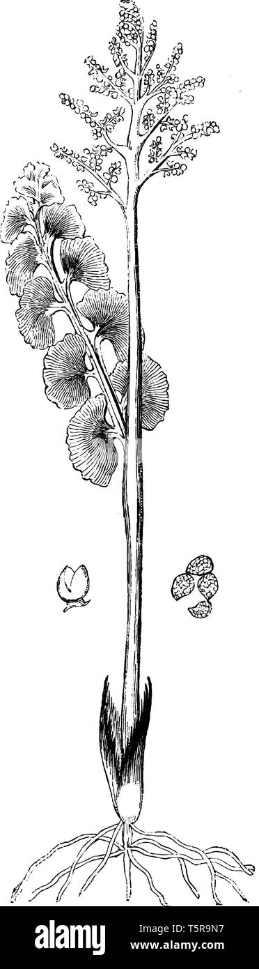 A picture showing Habit, Capsule and Spores of Botrychium Lunaria. Common moonwort is the common name for botrychium lunaria. Leaves are wedge-shaped  Stock Vector