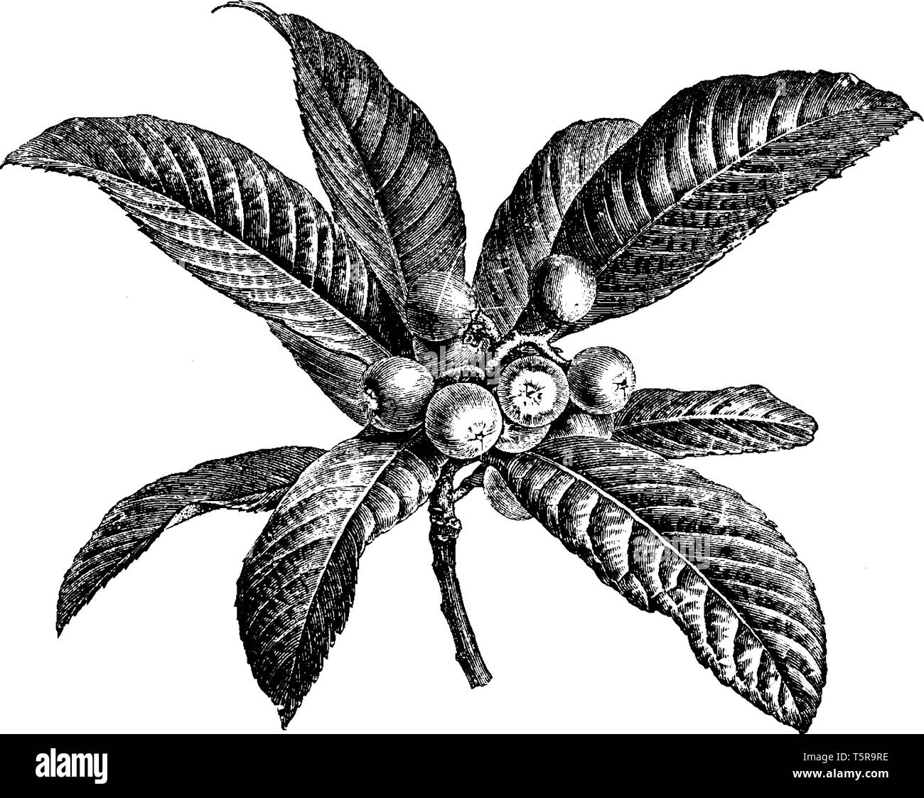 This is picture of Fruiting Branchlet of Photinia Japonica which is also known as Japan Medlar, Japan Quince, and Loquat used as ornament in Adelaide, Stock Vector