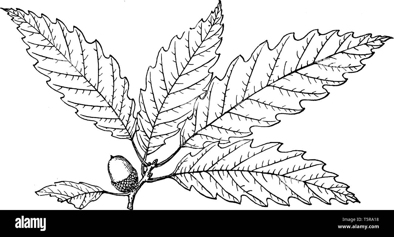 Picture of Quercus Acuminata branch. It is a long-lived oak, native to eastern and central North America and found from Minnesota. The leaves grow to  Stock Vector