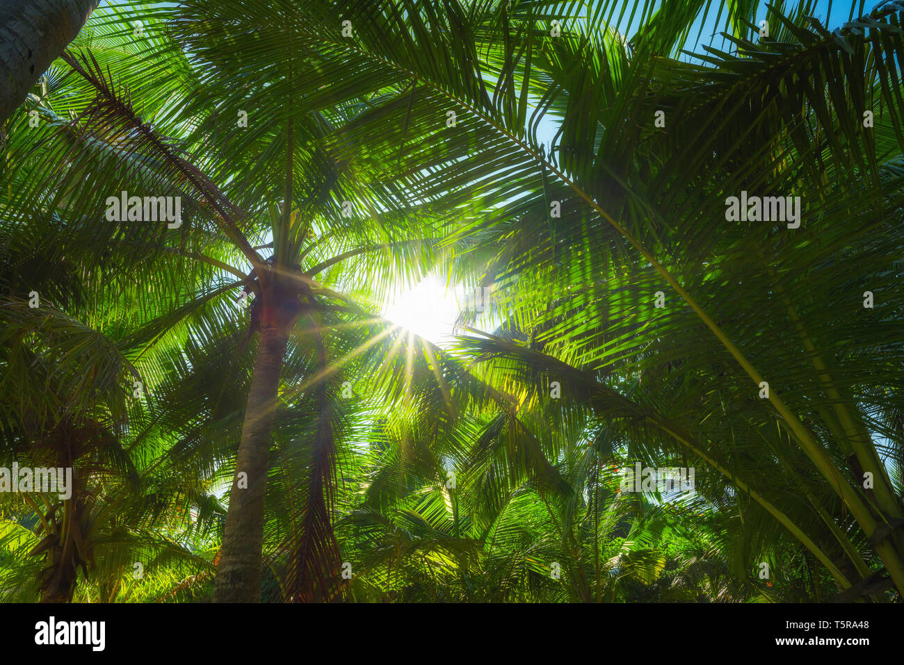 Palm trees with sun rays hi-res stock photography and images - Alamy