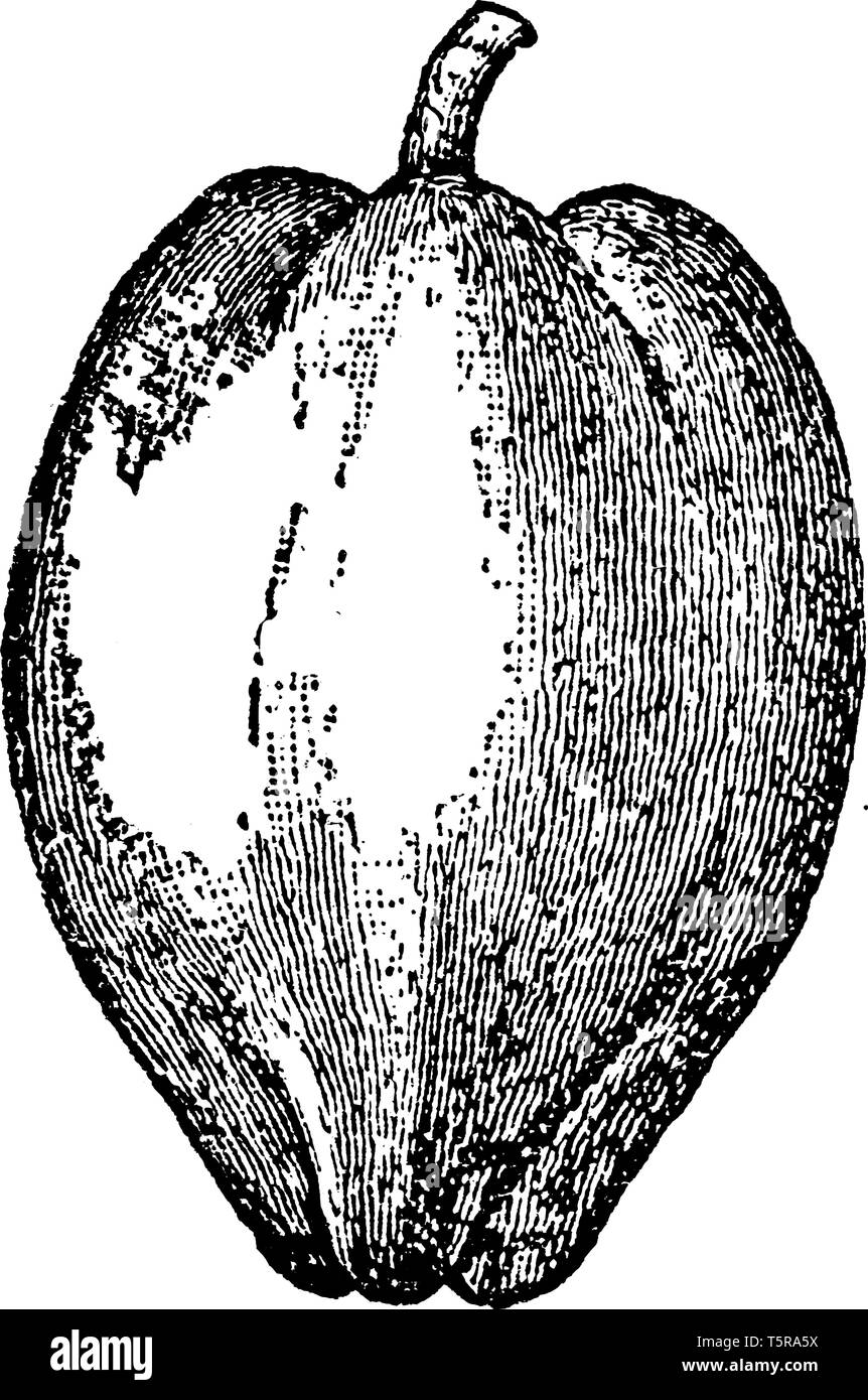 In this frame there is a fruit called coconut. The outer shell of the fruit is hard. The fruit is used in cooking, vintage line drawing or engraving i Stock Vector
