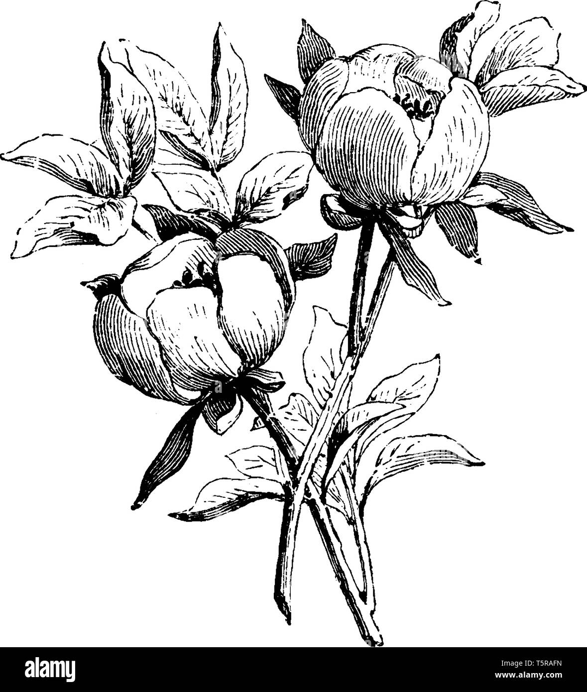 A picture, that's showing a flowering branch of paeonia wittmanniana. This is from Paeoniaceae family. The flower is round shaped, vintage line drawin Stock Vector