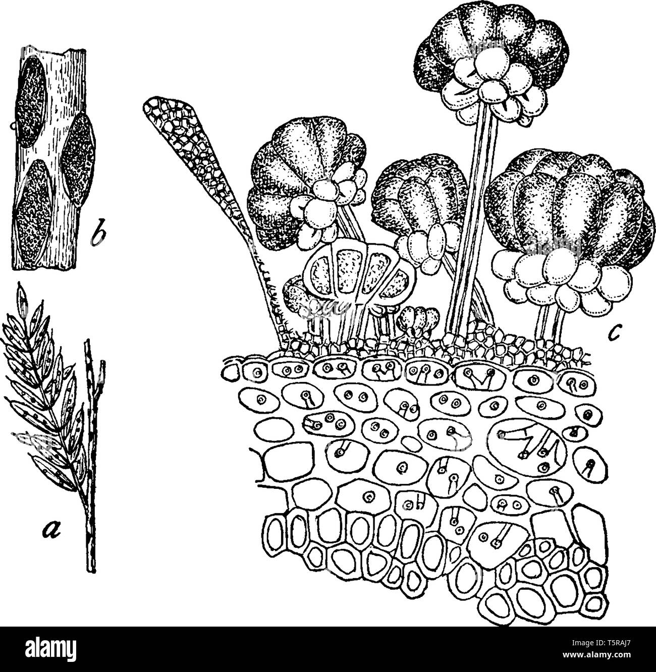 A picture showing different parts of Rust Fungus. These parts include Cassia, nictitans, parasite, Ravenelia, teleutospores, Uredinales, uredospores,  Stock Vector