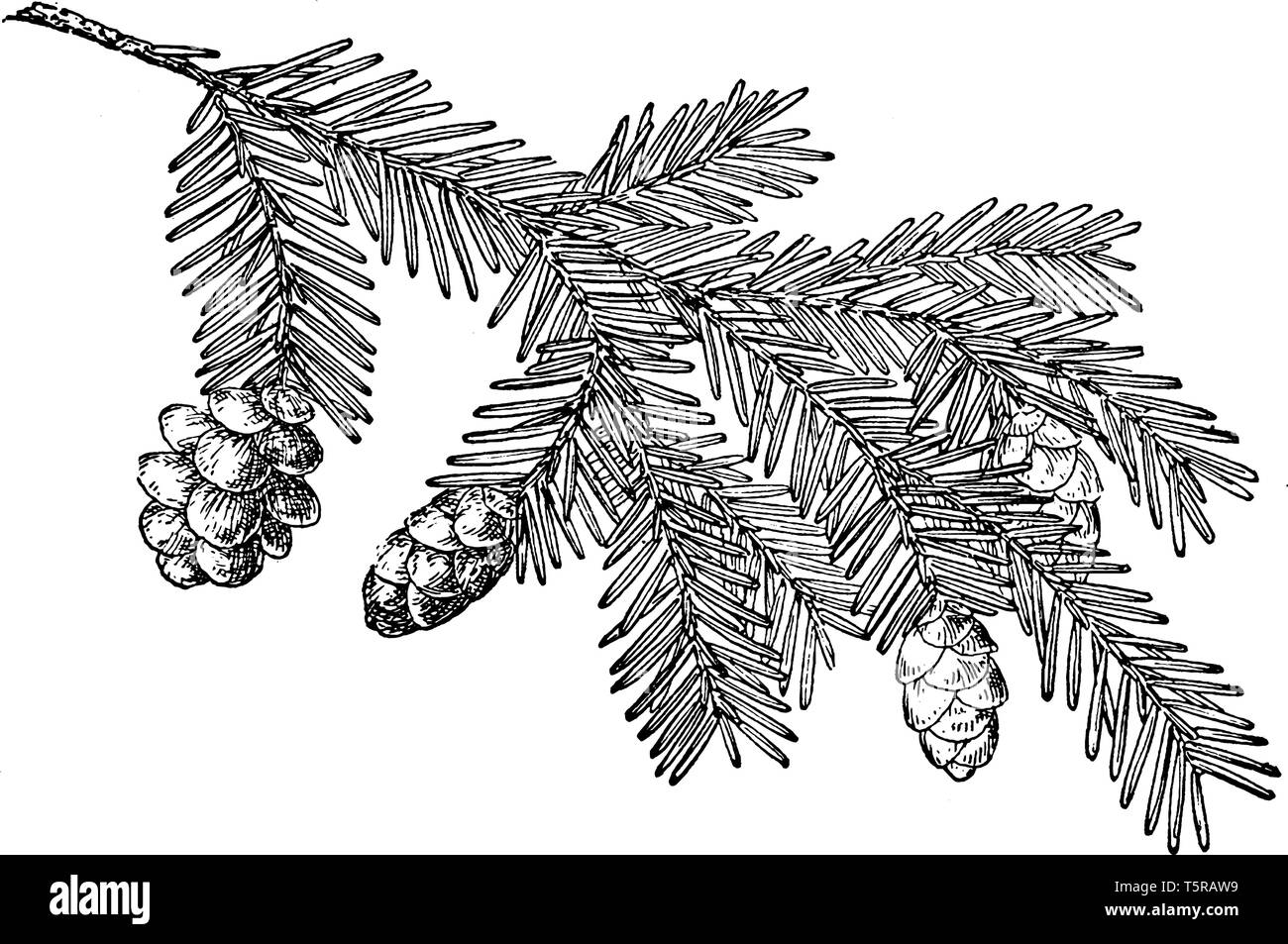 Pine cone of Western hemlock. It is a large tree usually grows 30 to 50 metres tall. It has a rather narrow crown and down-sweeping branches and delic Stock Vector