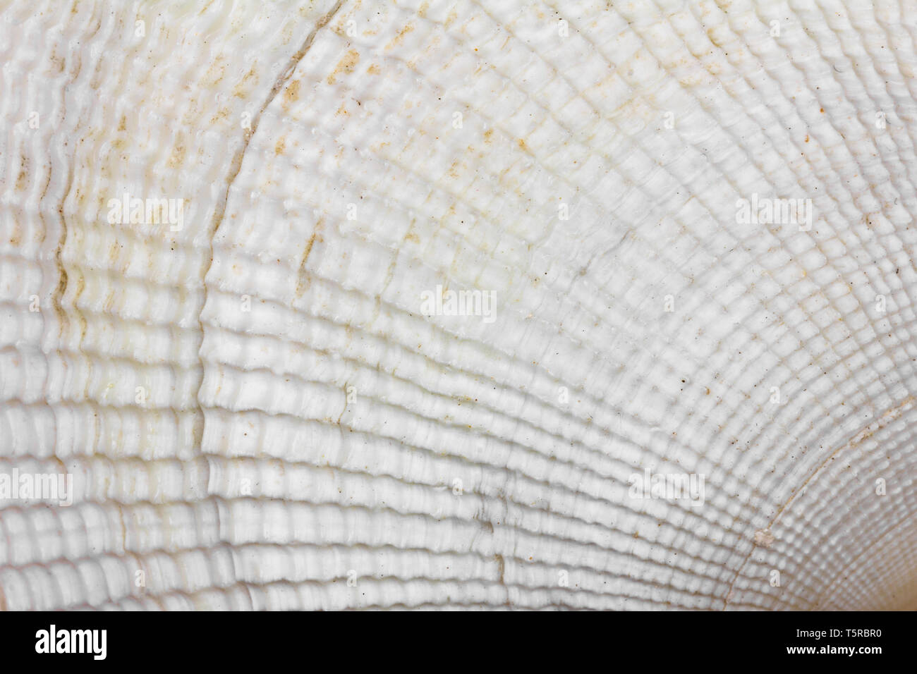 background texture of white seashell, macro photo Stock Photo - Alamy