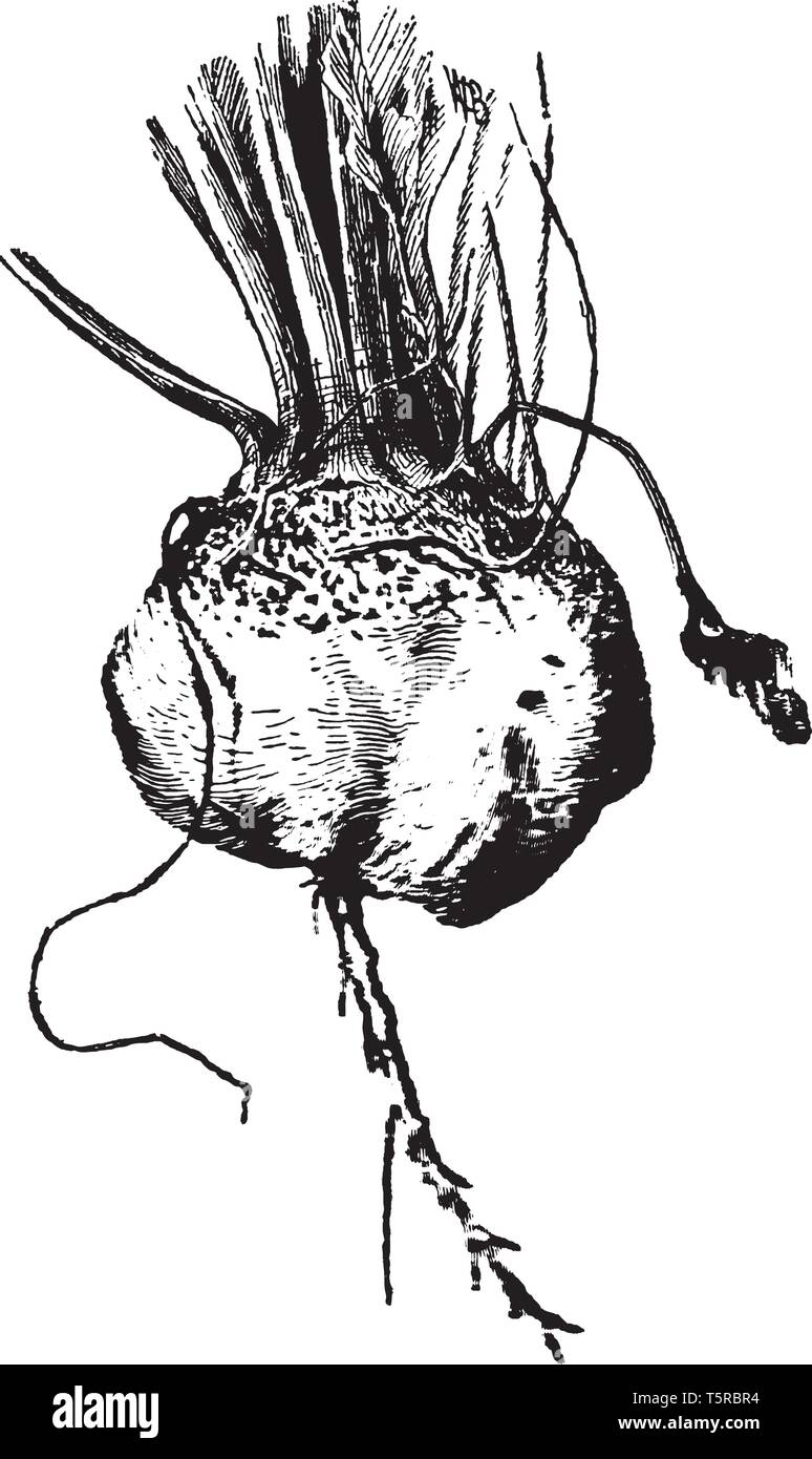 In this picture there is turnip. This turnip is root vegetable, it commonly grown in temperate climate. The root colour shade is white and pink, vinta Stock Vector